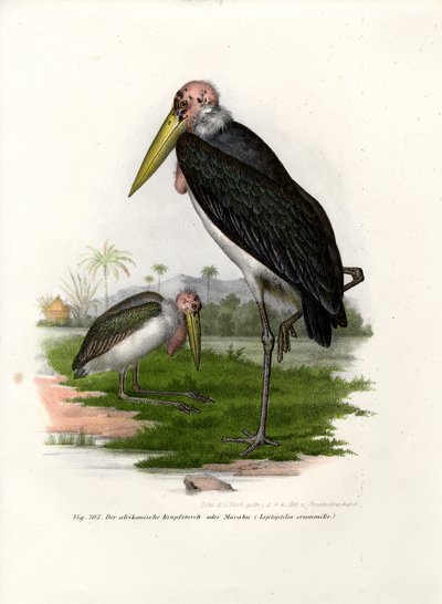 Marabou by German School